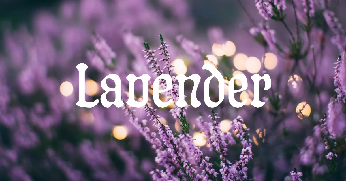 History of lavender essential oil used in natural deodorizers