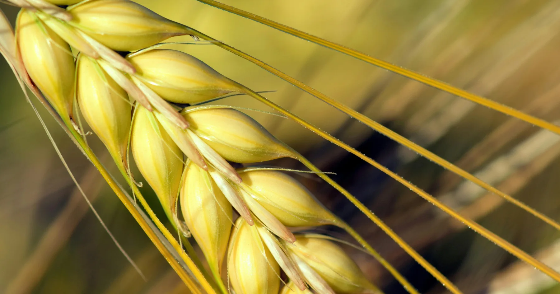 Close-up, sunny view of wheat barley.